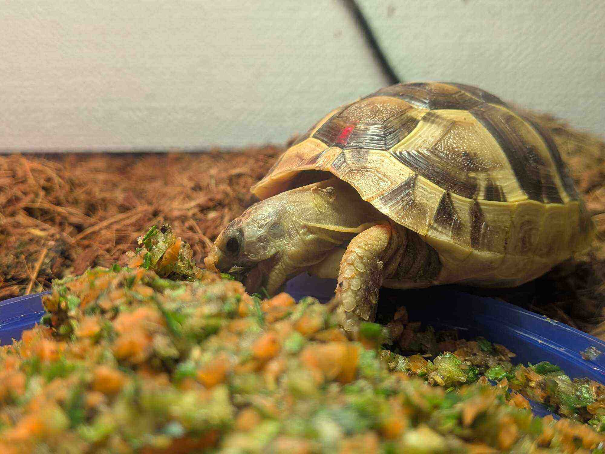 macaroni-during-meal