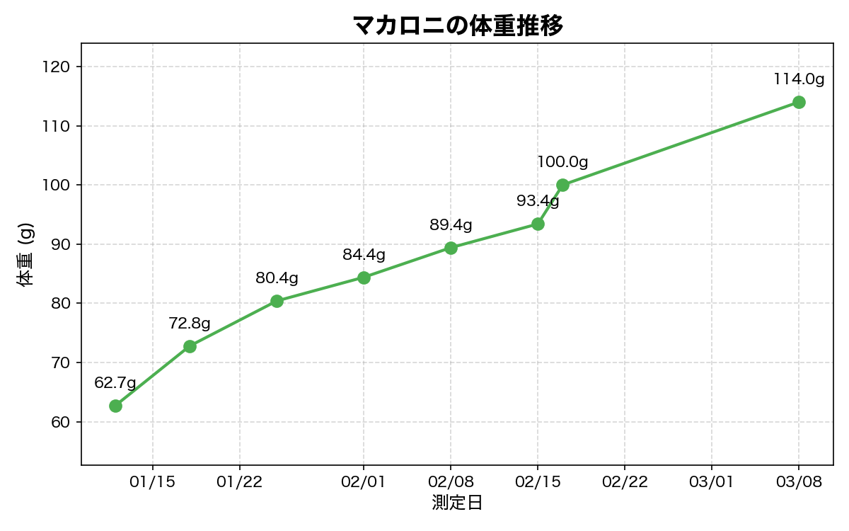 macaroni_weight_graph-2026-03-08.png