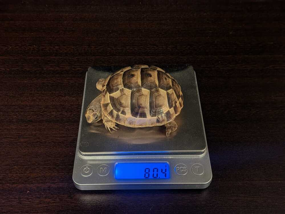 weight-measurement-3