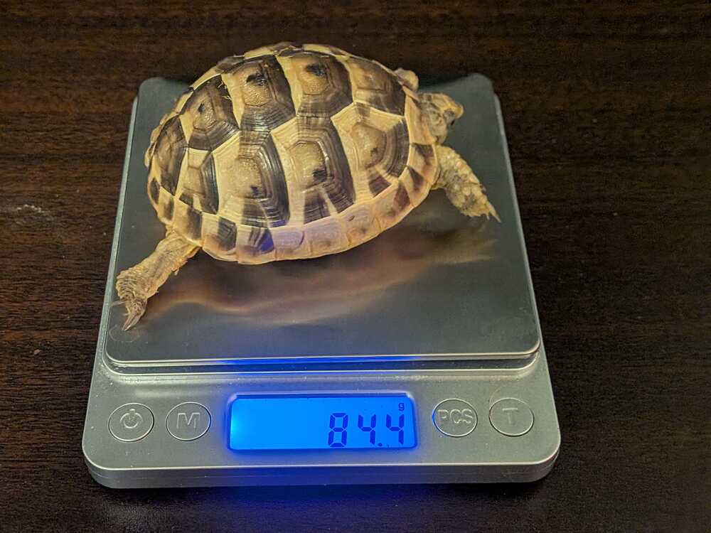 weight-measurement-4