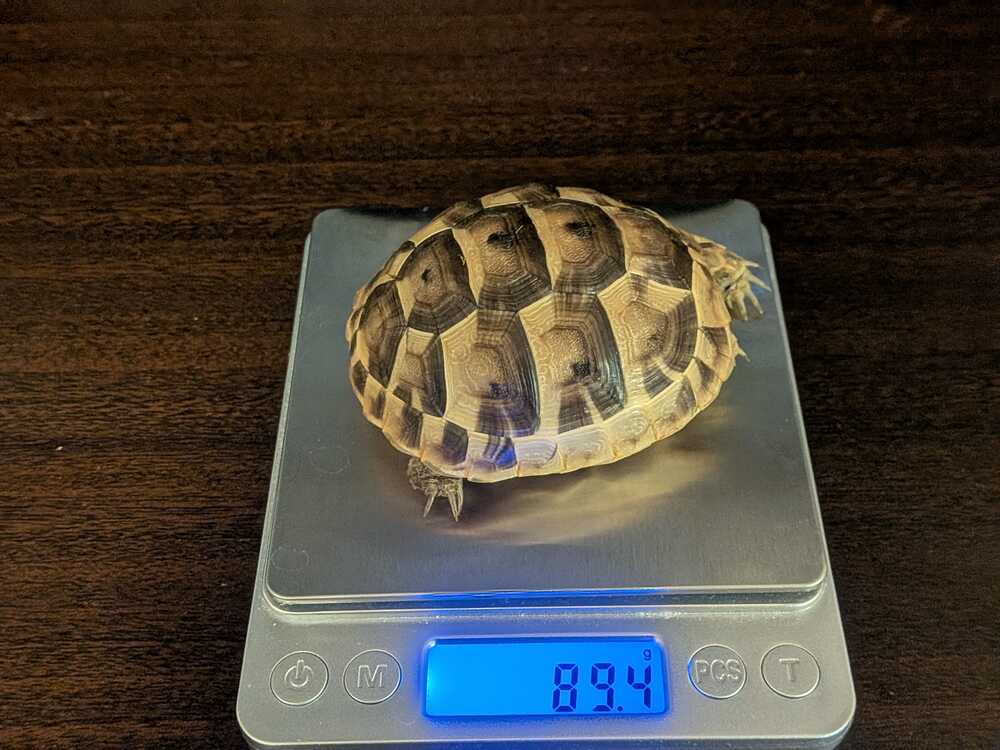 weight-measurement-5