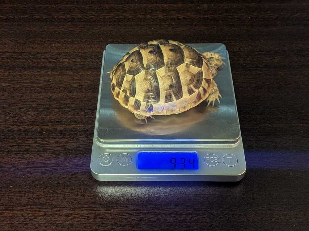 weight-measurement-6