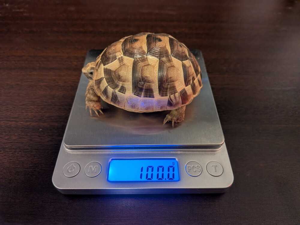 weight-measurement-7