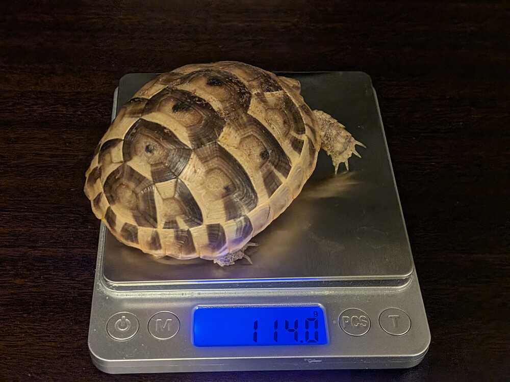 weight-measurement-8