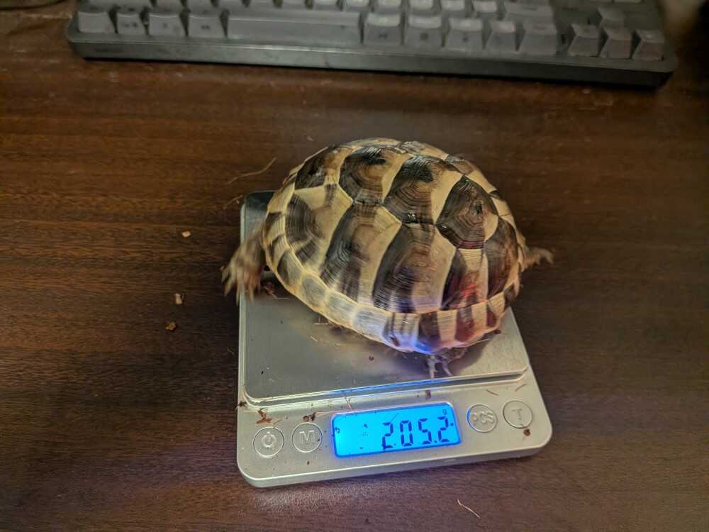 weight-measurement-9